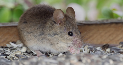 Mice & Rat Extermination Service
