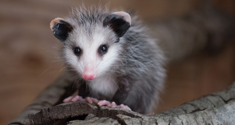 Opossum Removal & Control Service