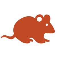 rat