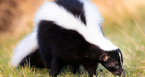 skunks